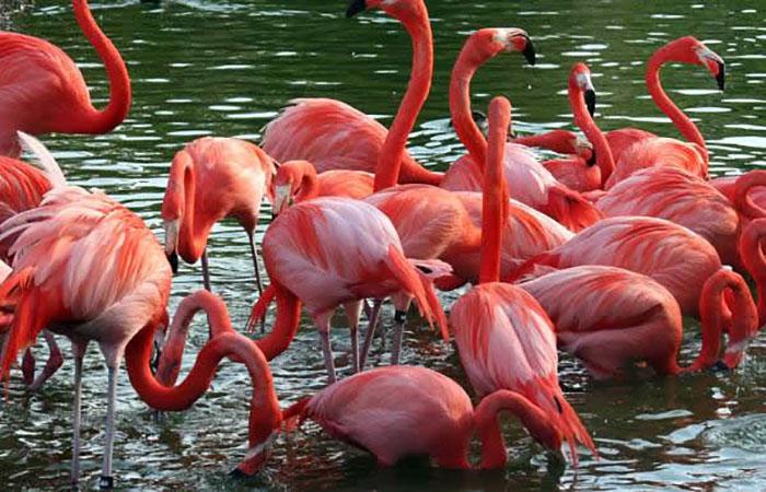 Pink Flamingos in Cayo Coco