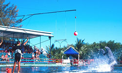 Dolphins in cayo blanco varadero cuba
